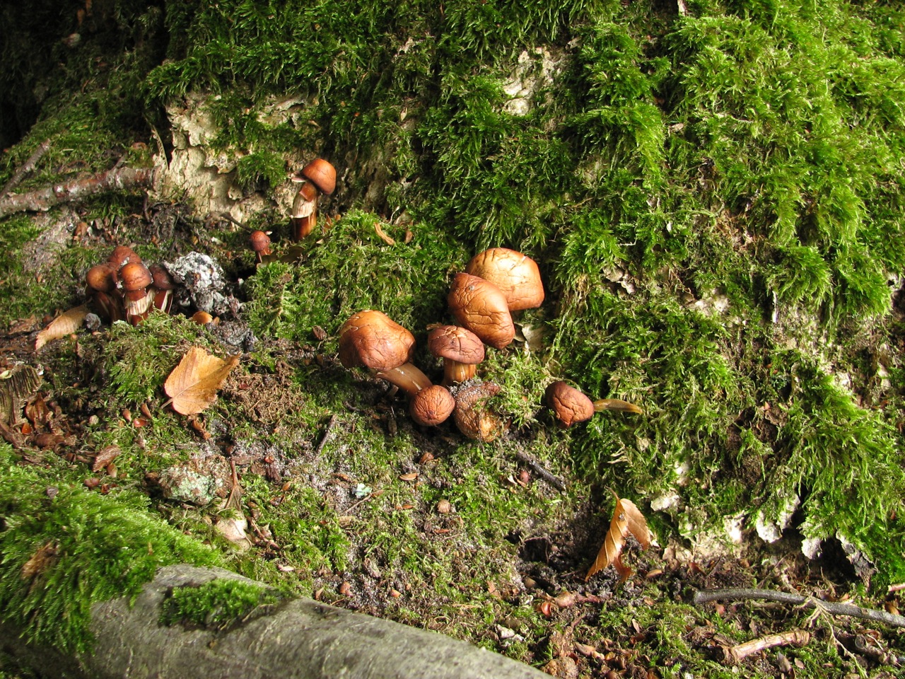 Collybia fusipes